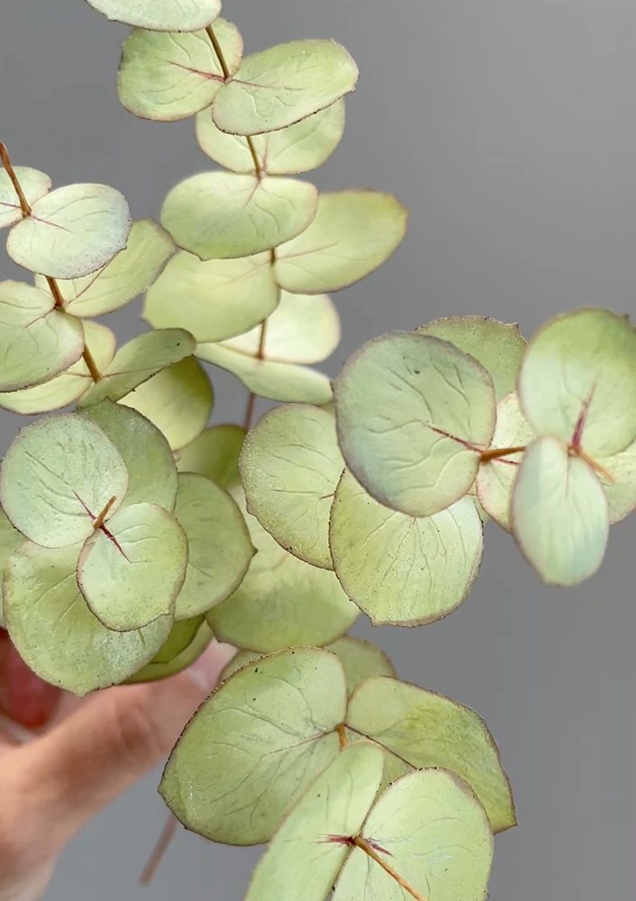 Eucalyptus Pre-cut detail - Chokolate Designs