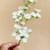 Queen Anne Lace Branch - Chokolate Designs