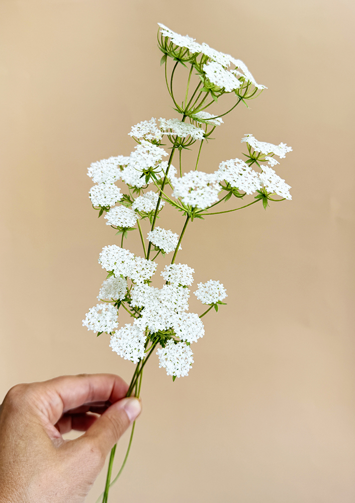 Queen Anne Lace Branch - Chokolate Designs