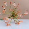 Agapanthus Template Details - Chokolate Designs