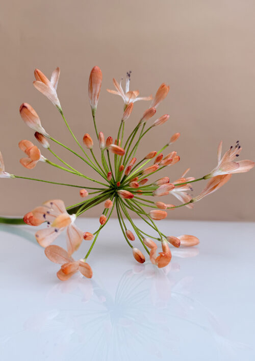 Agapanthus Template
