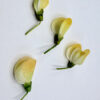 Wafer Paper Sweet Pea Buds - Chokolate Designs