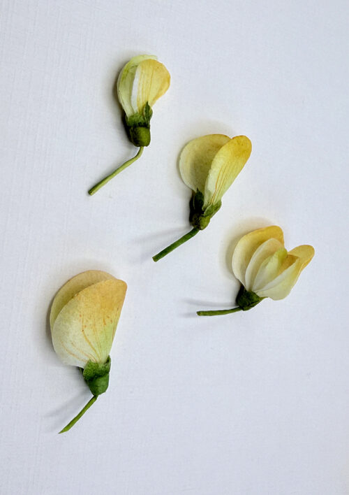 Wafer Paper Sweet Pea Video