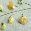 Wafer Paper Sweet Pea Threads - Chokolate Designs