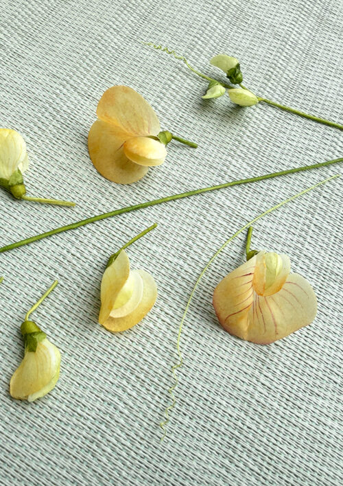 Wafer Paper Sweet Pea Video