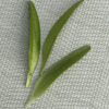 Wafer Paper Snowdrops Leaves