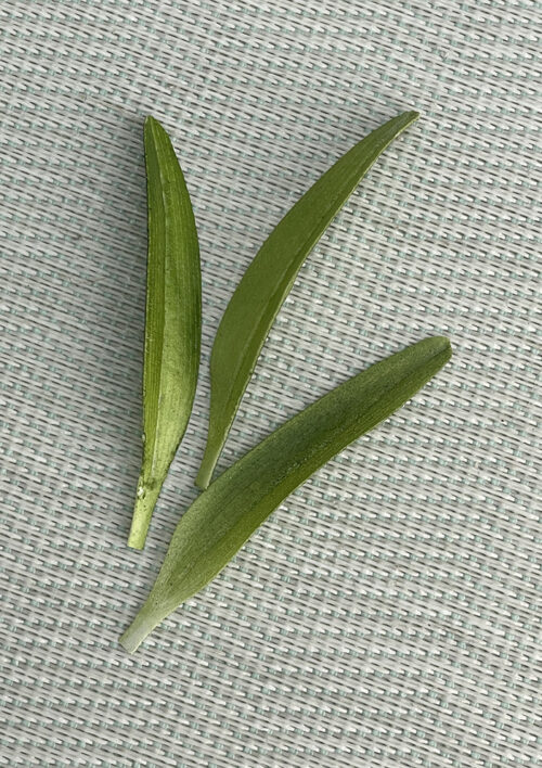 Snowdrops VIDEO