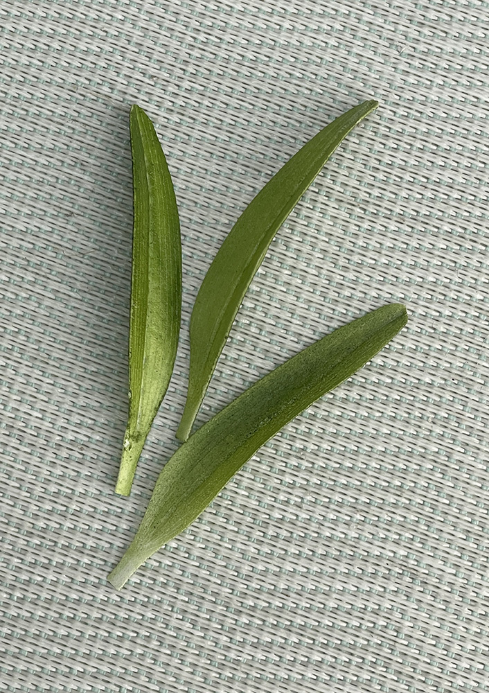 Wafer Paper Snowdrops Leaves