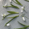Wafer Paper Snowdrops Stems