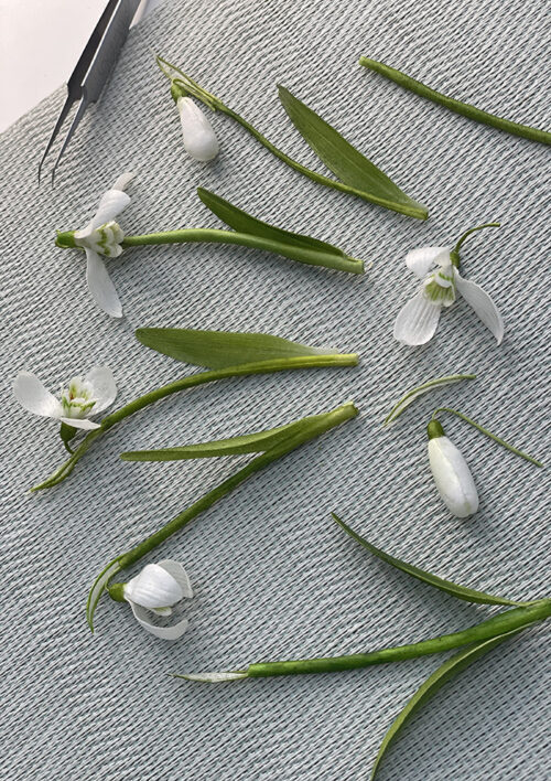 Snowdrops VIDEO
