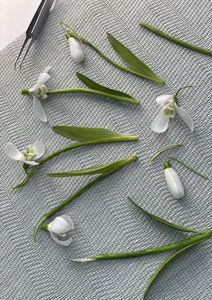 Wafer Paper Snowdrops Stems