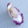 Cymbidium Orchid Petal