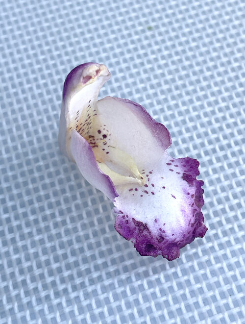 Cymbidium VIDEO