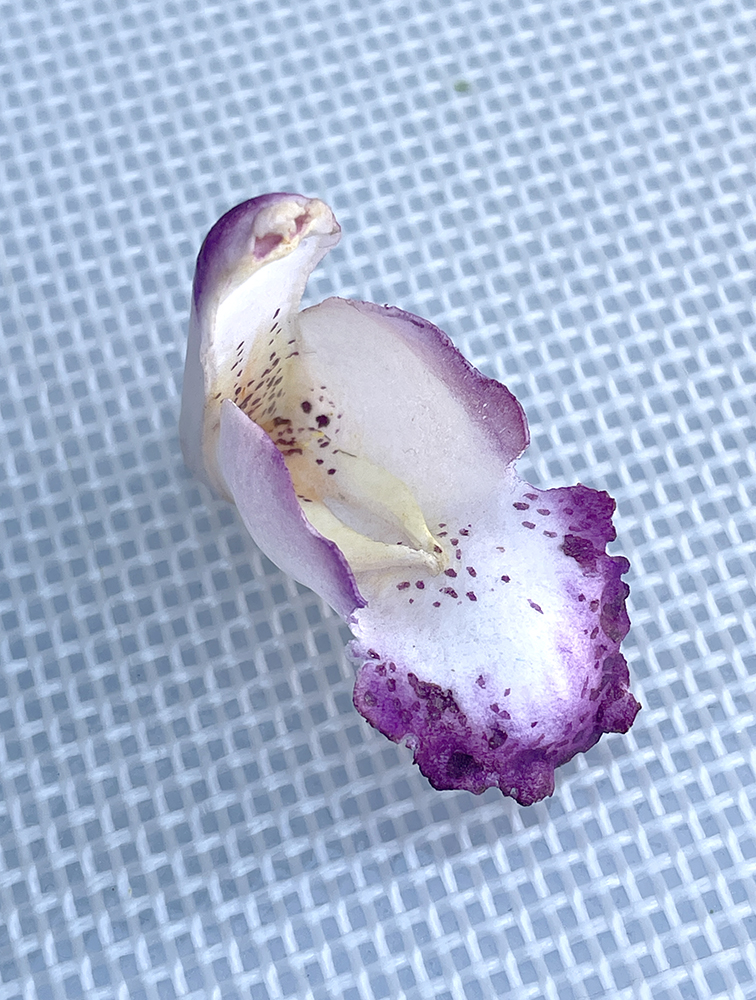 Cymbidium Orchid Petal
