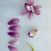 Cymbidium Orchid Parts