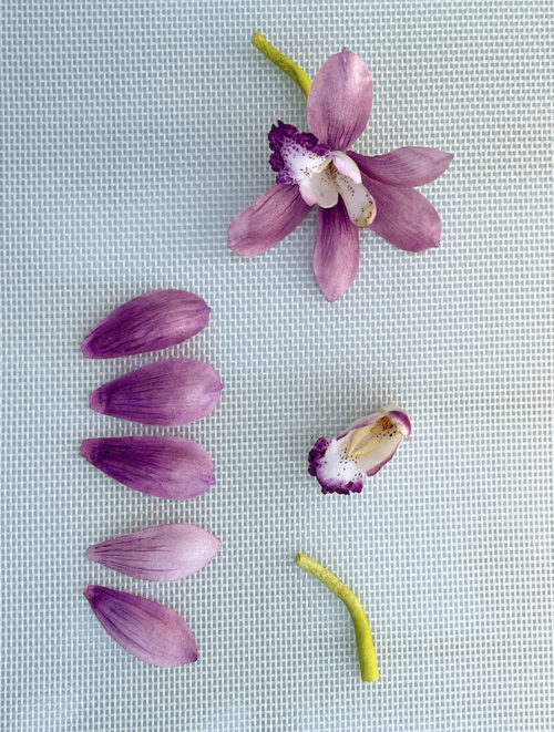 Cymbidium VIDEO