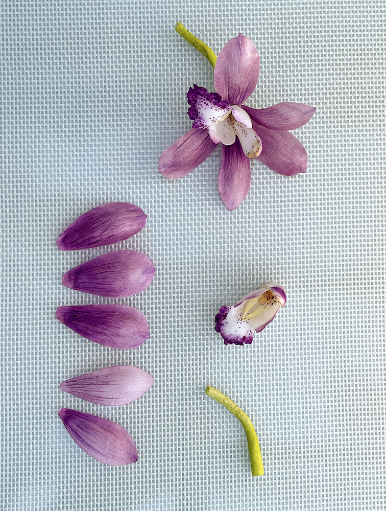 Cymbidium Orchid Parts