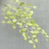 Pre-cut Adiantum Maidenhair Details - Chokolate Designs