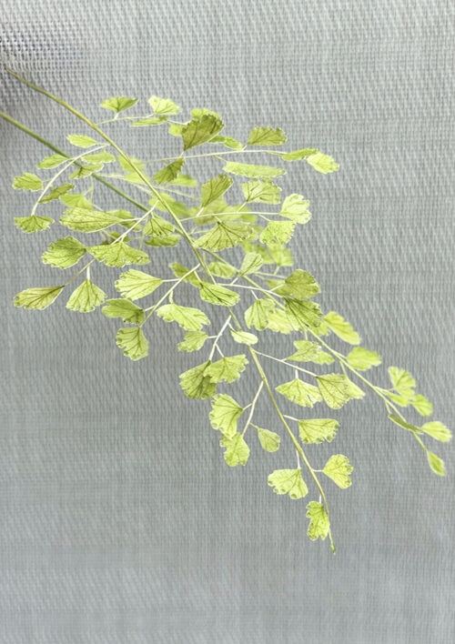 Pre-cut Maidenhair Foliage
