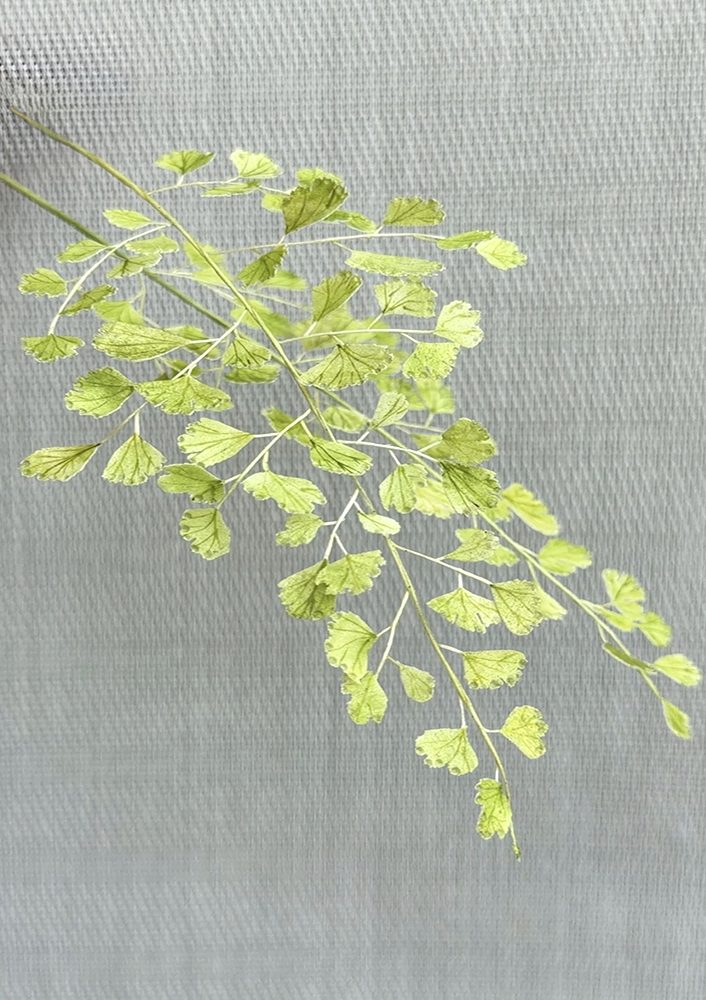Pre-cut Adiantum Maidenhair Details - Chokolate Designs