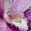 Cymbidium Orchid Details