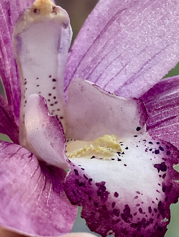 Cymbidium Orchid Details