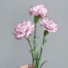Carnations Pre-cut template - Chokolate Designs