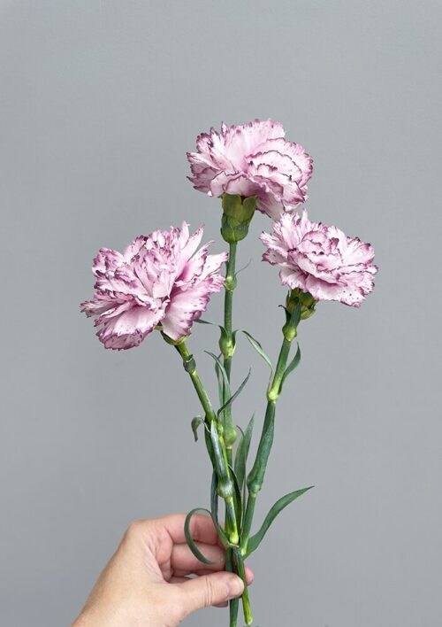 Pre-Cut Wafer Paper Carnations Flowers