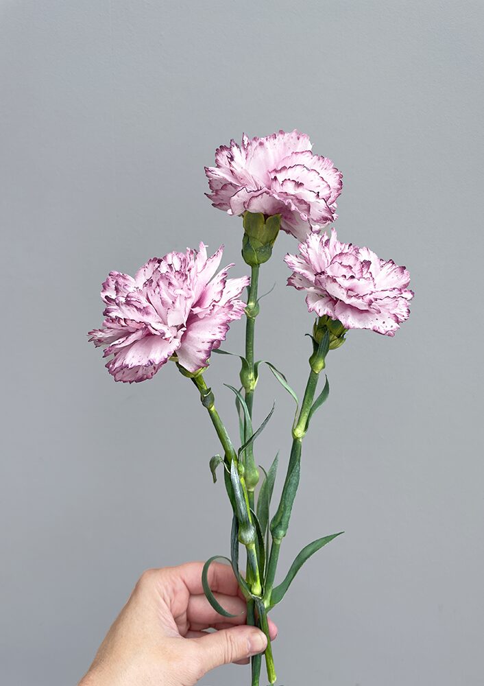 Carnations Pre-cut template - Chokolate Designs
