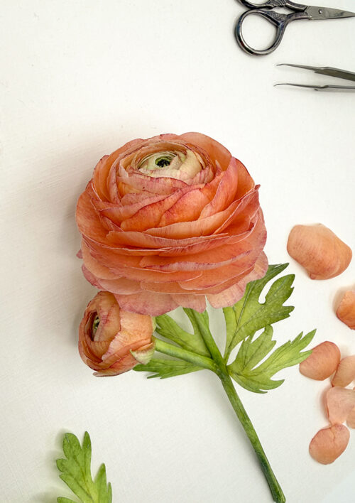 Ranunculus Template