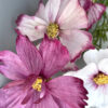 Pre-cut Cosmos - Chokolate Designs