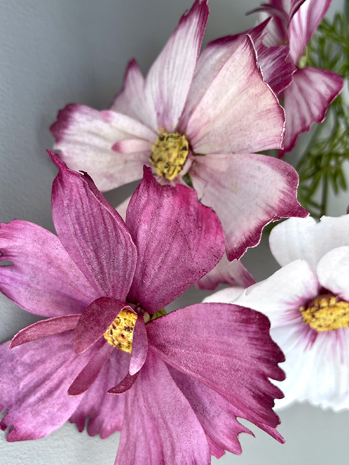 Pre-cut Cosmos - Chokolate Designs