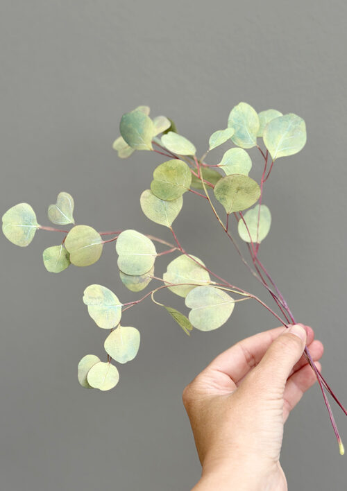 Wafer Paper Eucalyptus Video