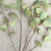 Wafer Paper Eucalyptus Foliage - Chokolate Designs