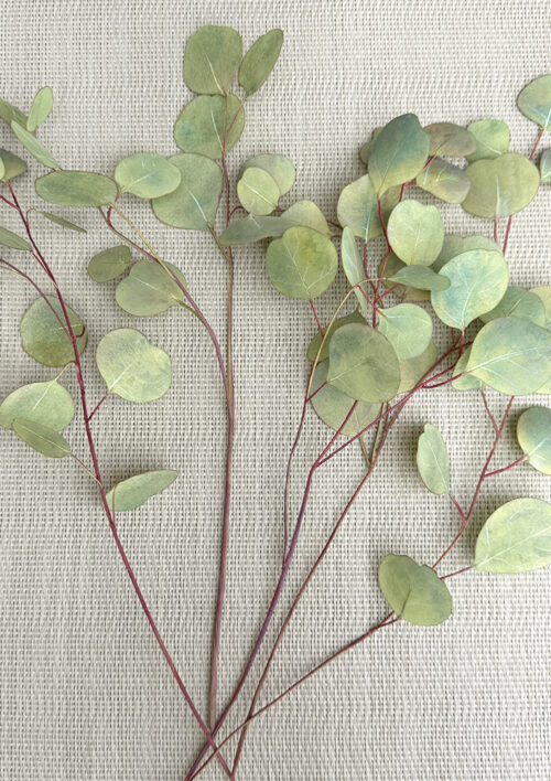 Wafer Paper Eucalyptus Video