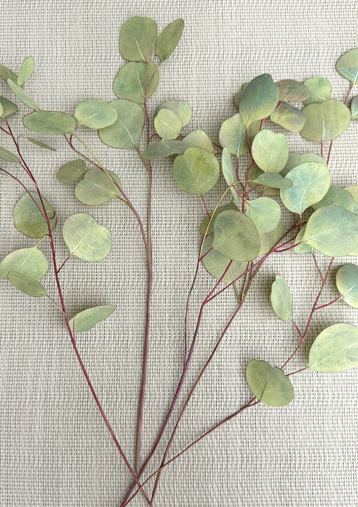 Wafer Paper Eucalyptus Foliage - Chokolate Designs