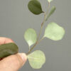 Eucalyptus Leaves - Chokolate Designs