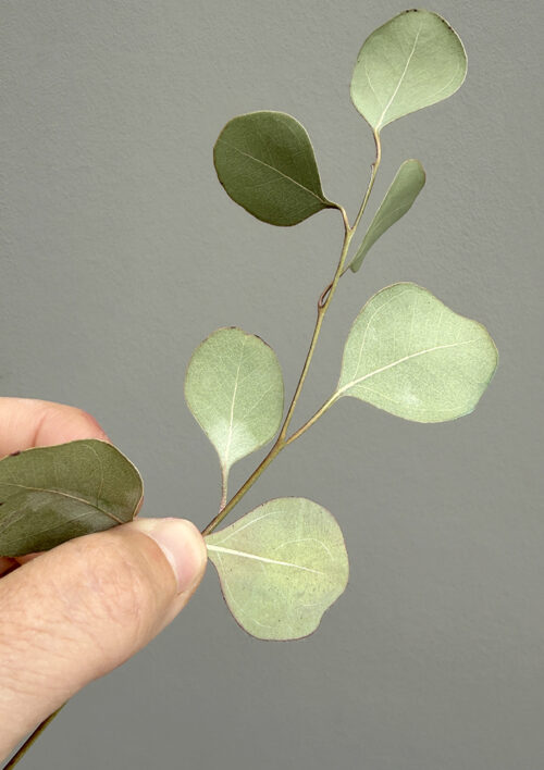 Wafer Paper Eucalyptus Video