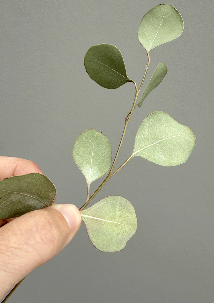 Eucalyptus Leaves - Chokolate Designs