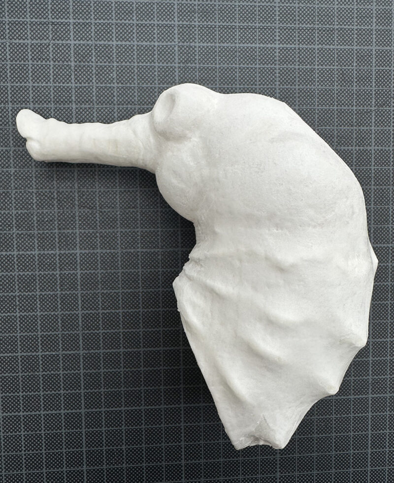 Seahorse head wafer paper
