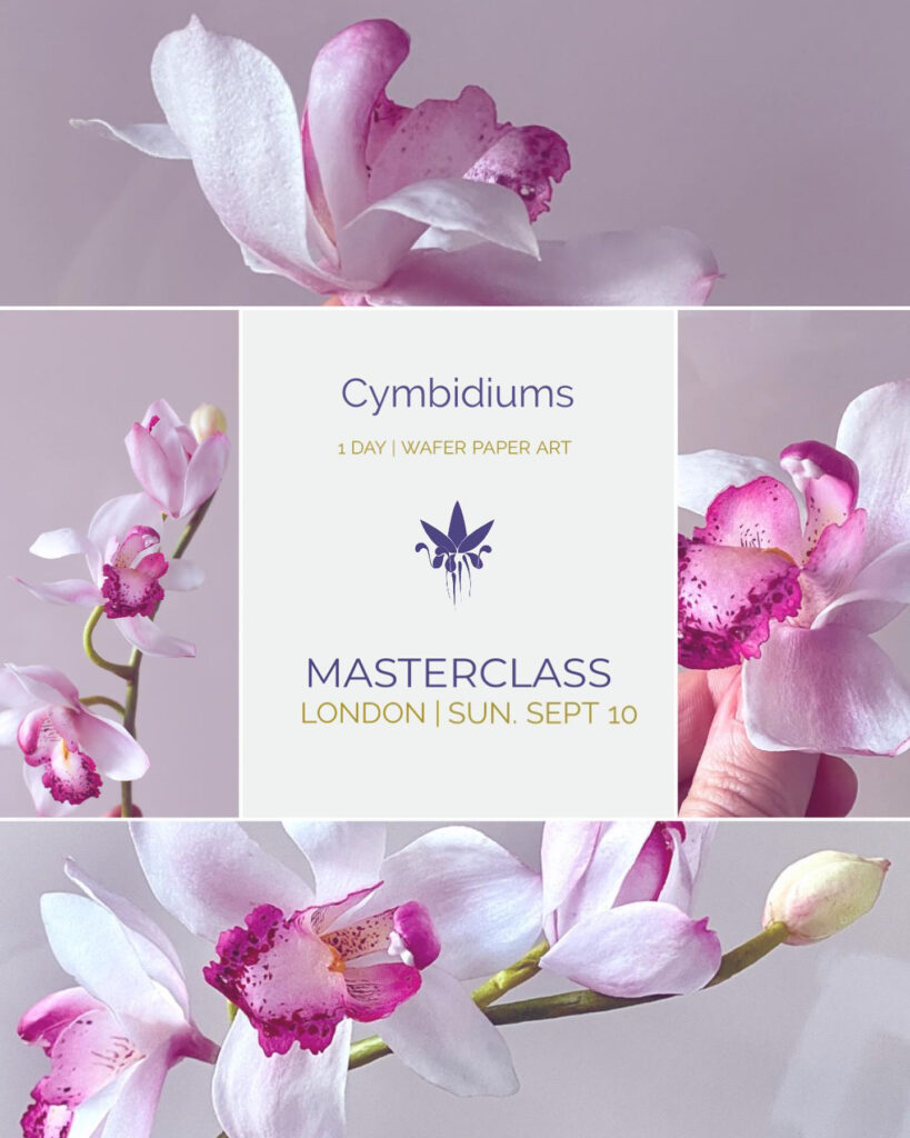 Class London Sept 10 Cymbidiums
