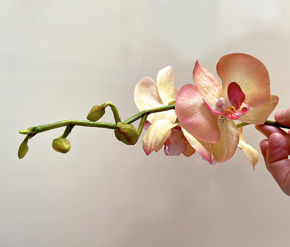 Moth Orchids - Chokolate Designs