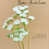 Queen Anne Lace Video - Chokolate Designs