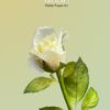 Rose pre-cut wafer paper - Chokolate Designs