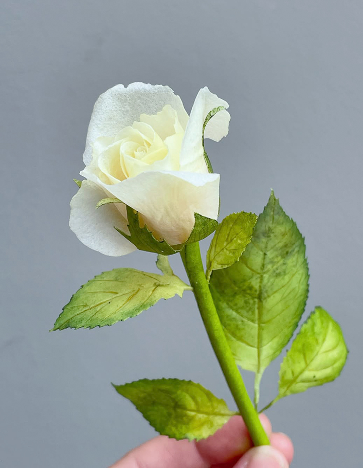 Precut Rose wafer paper - chokolate designs