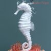 Tutorial seahorse wafer paper