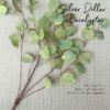 Eucalyptus Video - Chokolate Designs