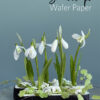 Wafer Paper Snowdrops
