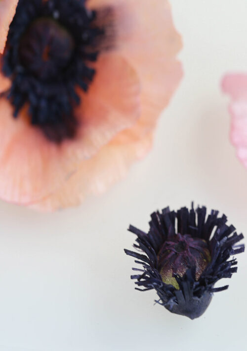 Oriental Poppy VIDEO