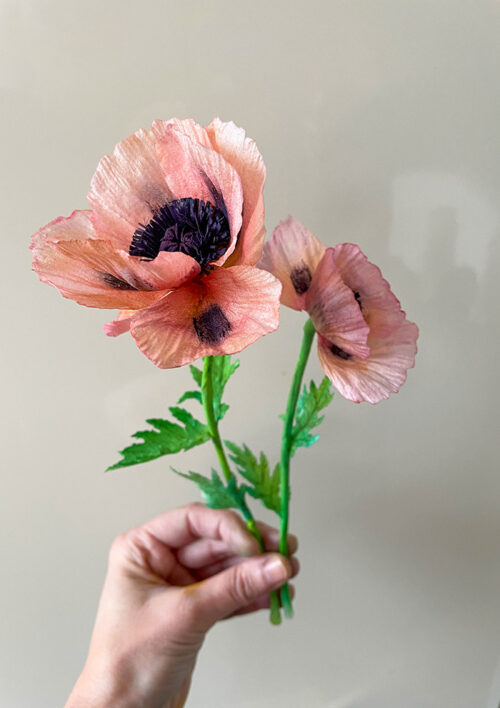 Oriental Poppy VIDEO